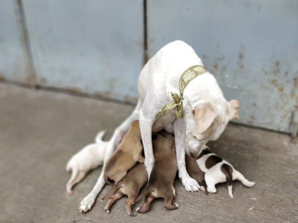 "Be a hero, lend a paw to a stray's cause."