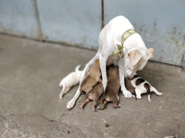 "Be a hero, lend a paw to a stray's cause."