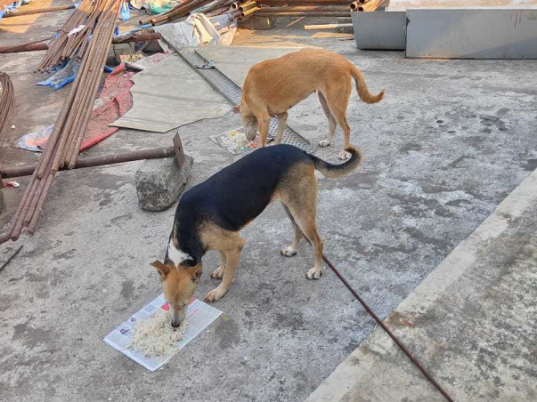 "Be a hero, lend a paw to a stray's cause."