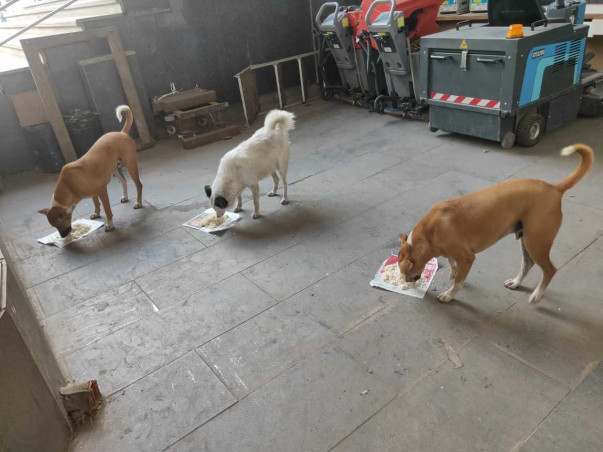 "Be a hero, lend a paw to a stray's cause."