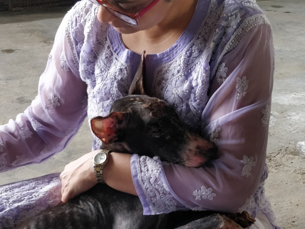 "Be a hero, lend a paw to a stray's cause."