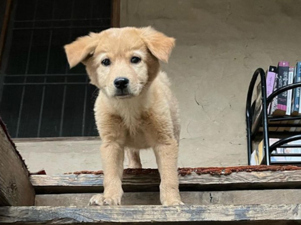 Help Stray Care Establish a State-of-the-Art Veterinary Hospital