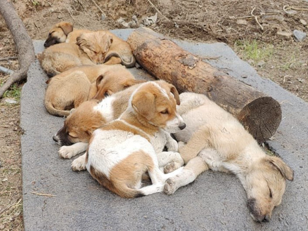 Help Stray Care Establish a State-of-the-Art Veterinary Hospital