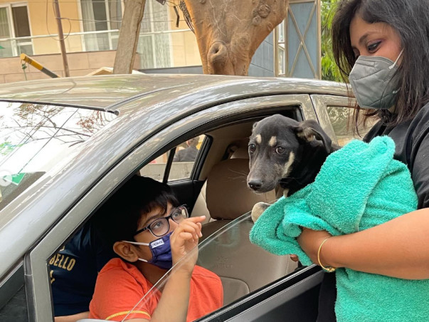 Help Stray Care Establish a State-of-the-Art Veterinary Hospital