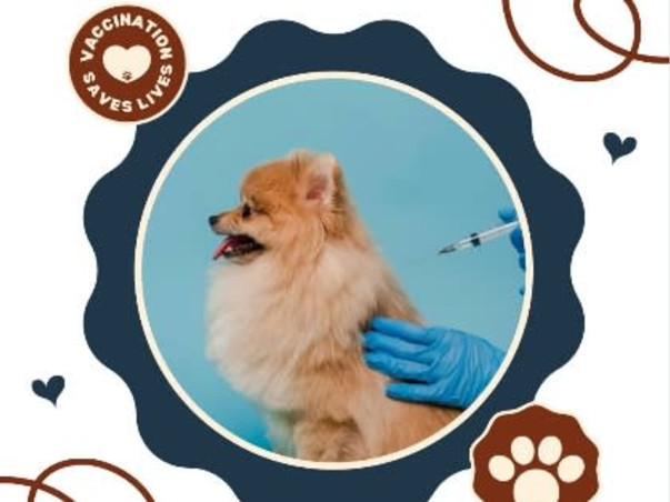Stray Hope Foundation : Sealing a Safer Future for Today's Strays