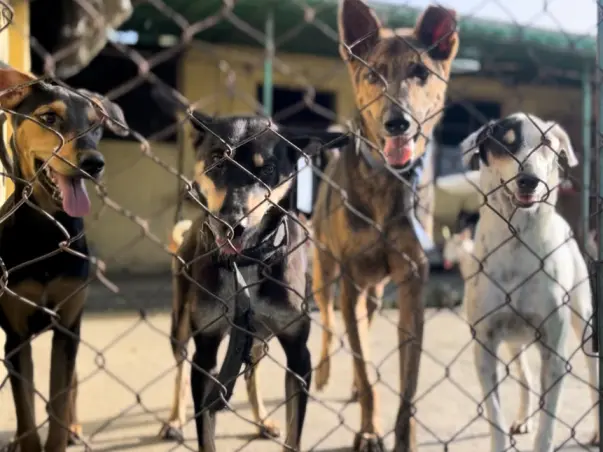 Urgent: Shelter Crisis - Help Needed!