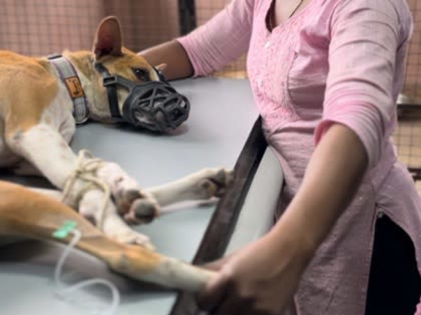 Urgent: Shelter Crisis - Help Needed!