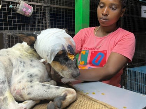 Urgent: Shelter Crisis - Help Needed!