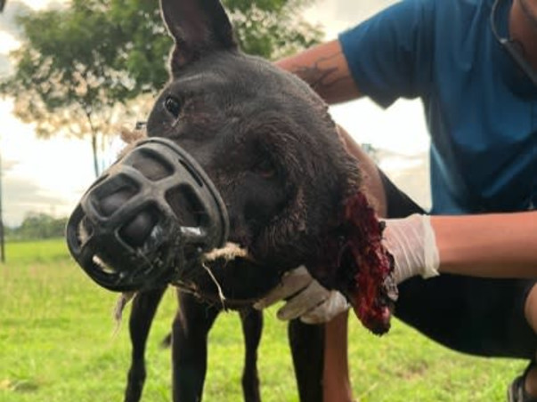 Urgent: Shelter Crisis - Help Needed!