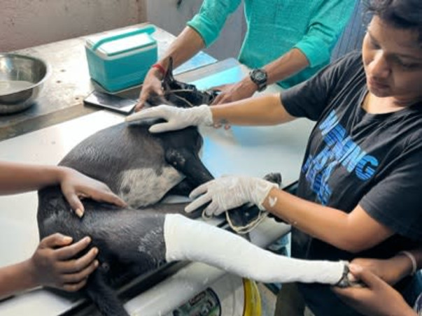 Urgent: Shelter Crisis - Help Needed!