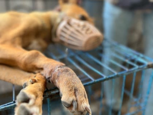 Urgent: Shelter Crisis - Help Needed!