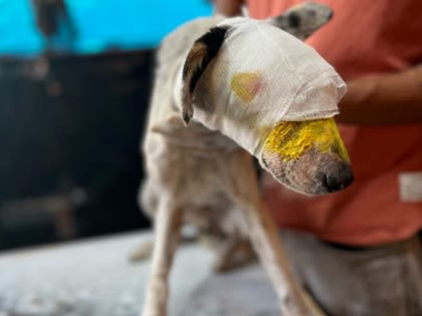 Urgent: Shelter Crisis - Help Needed!