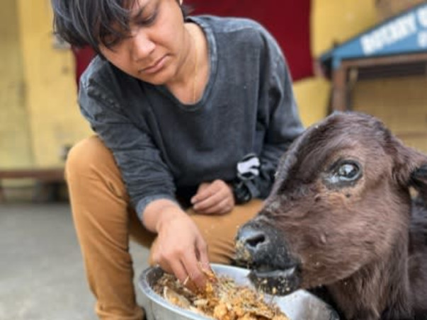 Urgent: Shelter Crisis - Help Needed!