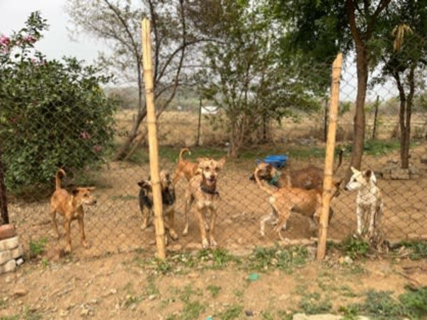 Urgent: Shelter Crisis - Help Needed!