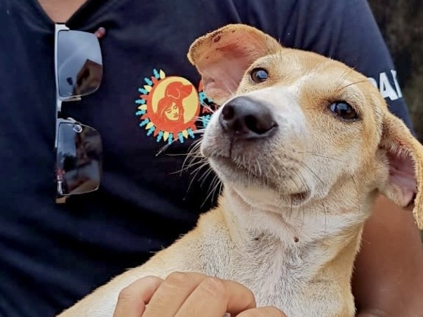 Help Rescue Stray Dogs And Cats