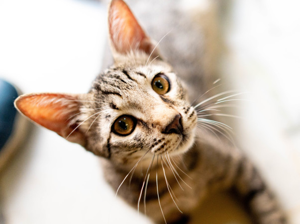 Donate To Help Our Community Animal Relief Work!