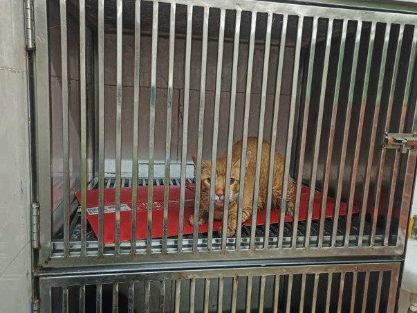 Donate To Help Our Community Animal Relief Work!
