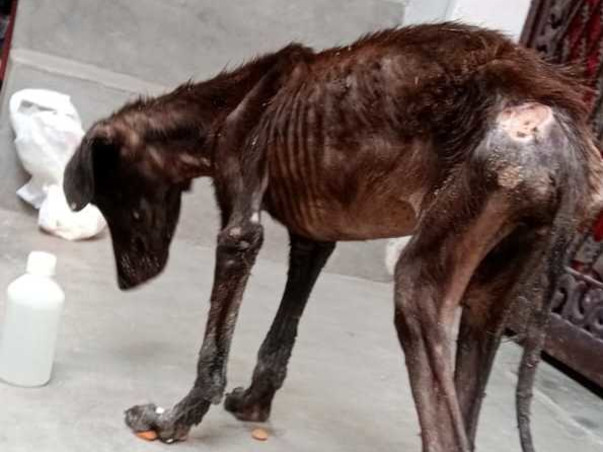 Donate To Help Our Community Animal Relief Work!