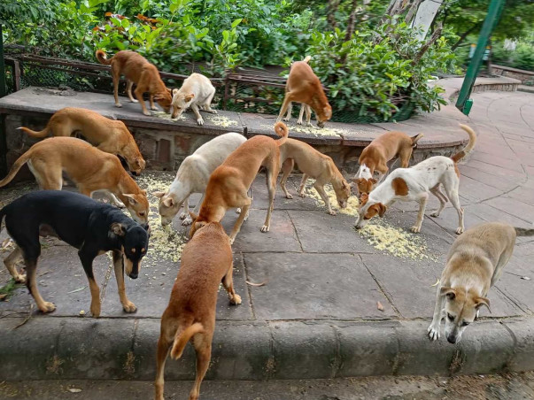 Donate To Help Our Community Animal Relief Work!