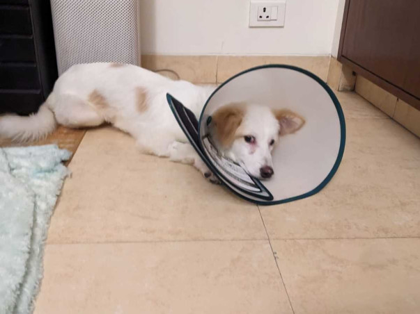 Donate To Help Our Community Animal Relief Work!
