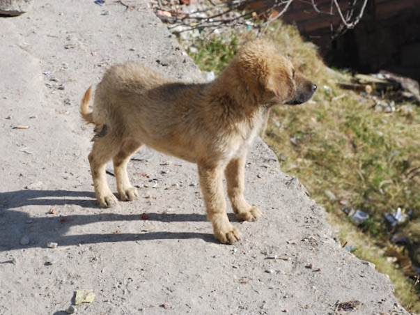 Help Stray Care Establish a State-of-the-Art Veterinary Hospital