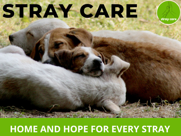 Help Stray Care Establish a State-of-the-Art Veterinary Hospital