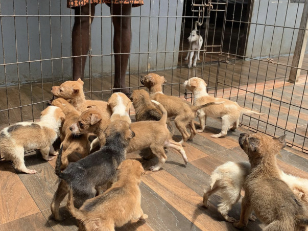 Urgent Support Needed For An Animal Shelter Home