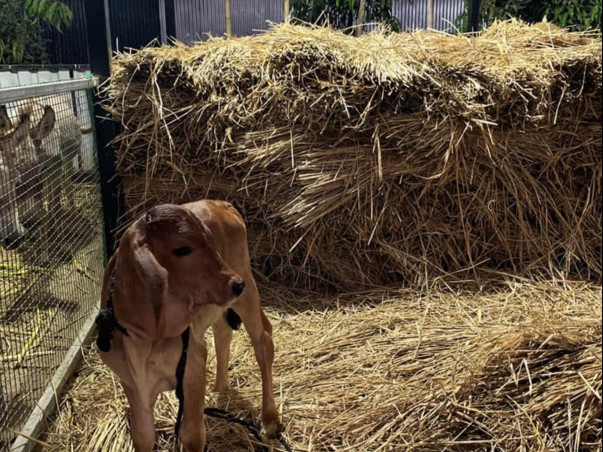 Urgent Support Needed For An Animal Shelter Home