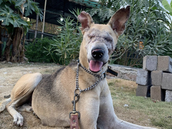 Urgent Support Needed For An Animal Shelter Home