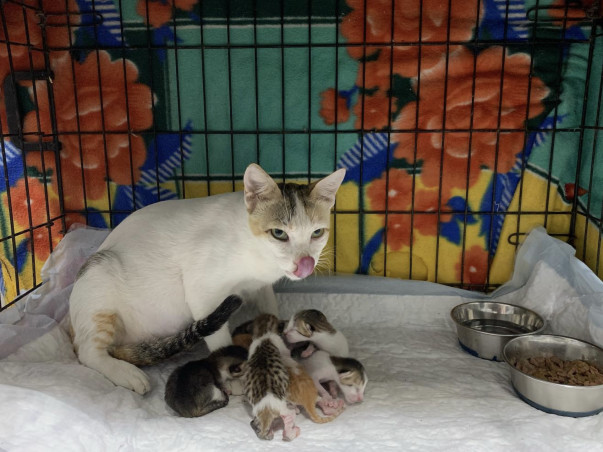 Urgent Support Needed For An Animal Shelter Home