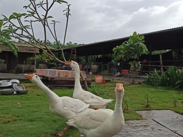 Urgent Support Needed For An Animal Shelter Home