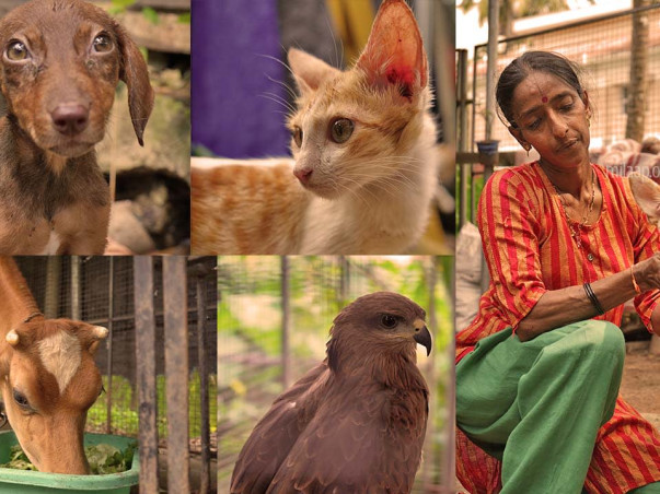help-feed-animal-save-animal-trust