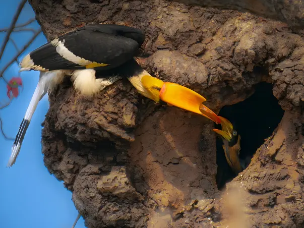 Adopt a Nest, Be a parent, Save the Great Hornbills