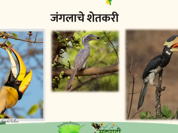 Adopt a Nest, Be a parent, Save the Great Hornbills