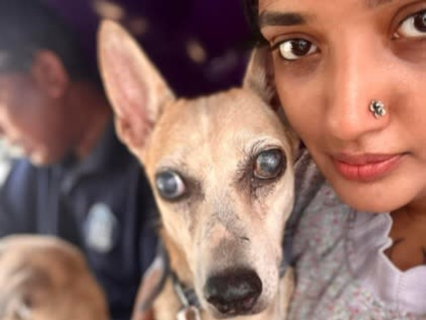 Help us Build a Sanctuary for Disabled, Blind, Abandoned Animals