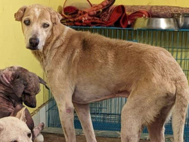 Help us Build a Sanctuary for Disabled, Blind, Abandoned Animals