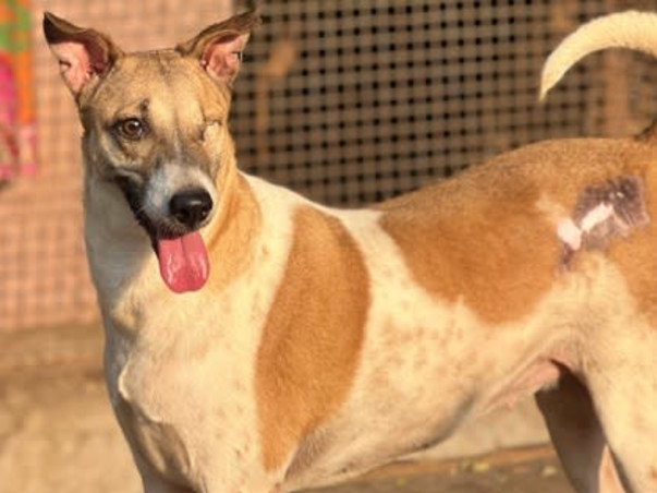 Help us Build a Sanctuary for Disabled, Blind, Abandoned Animals