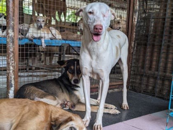 Help us Build a Sanctuary for Disabled, Blind, Abandoned Animals