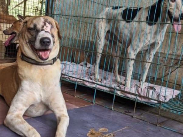 Help us Build a Sanctuary for Disabled, Blind, Abandoned Animals