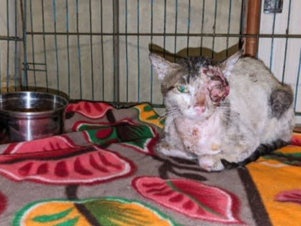 Help us Build a Sanctuary for Disabled, Blind, Abandoned Animals