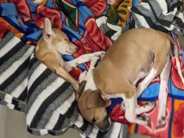 Help us Build a Sanctuary for Disabled, Blind, Abandoned Animals