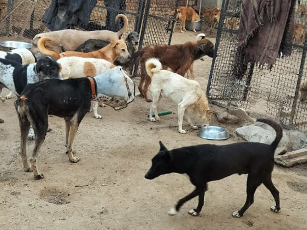 Help street dog 🙏