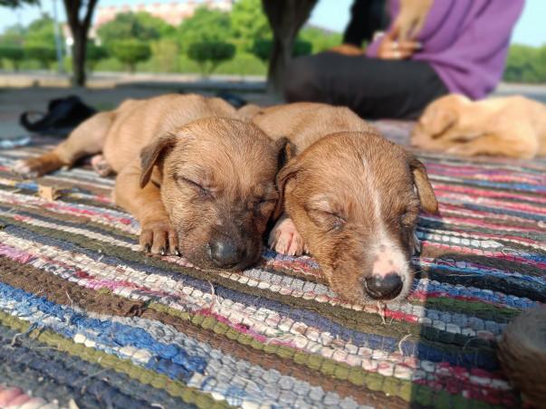 Support Stray Dogs 2024