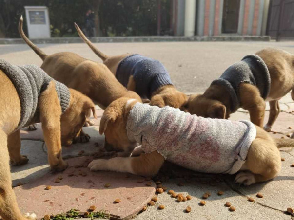 Support Stray Dogs 2024