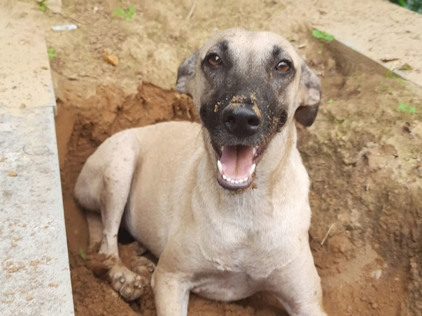 Support Stray Dogs 2024