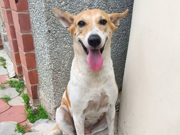 Support Stray Dogs 2024