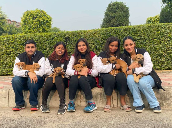 Support Stray Dogs 2024