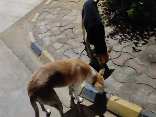 Support Stray Dogs 2024