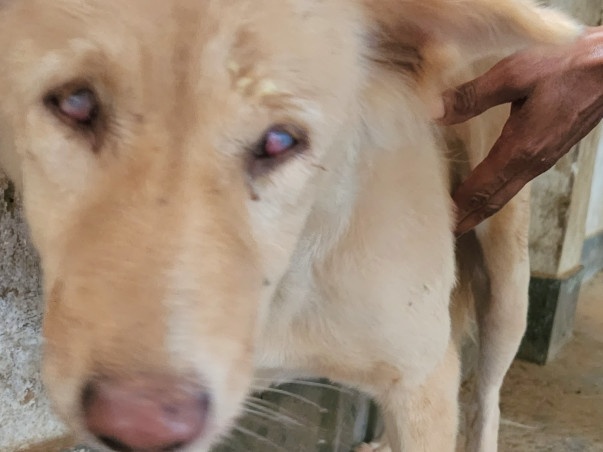 Help Bring Light in the world of these Suffering Animals