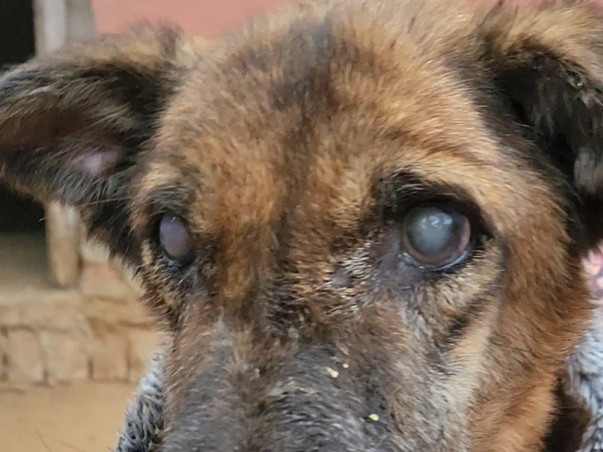 Help Bring Light in the world of these Suffering Animals